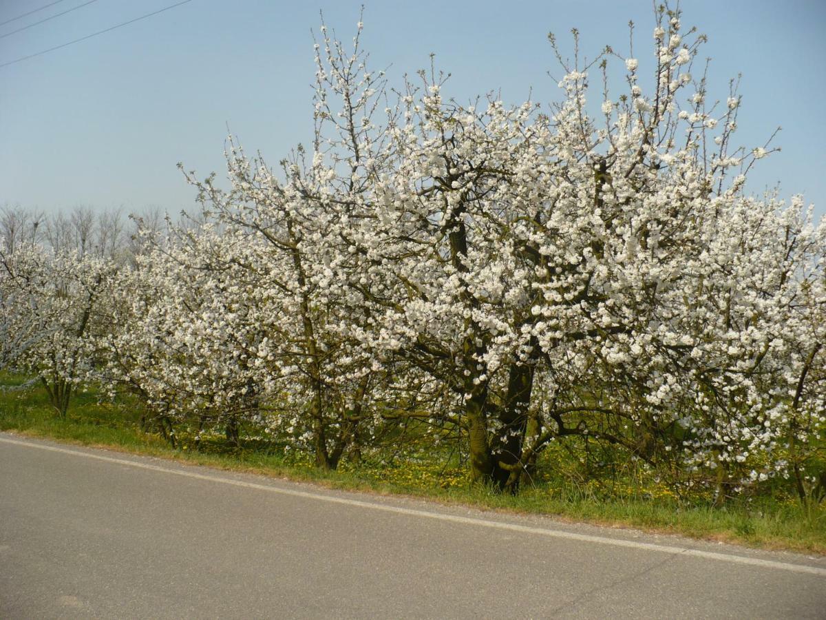مبيت وإفطار Villanova sull'Arda L'Albero Della Gioia المظهر الخارجي الصورة