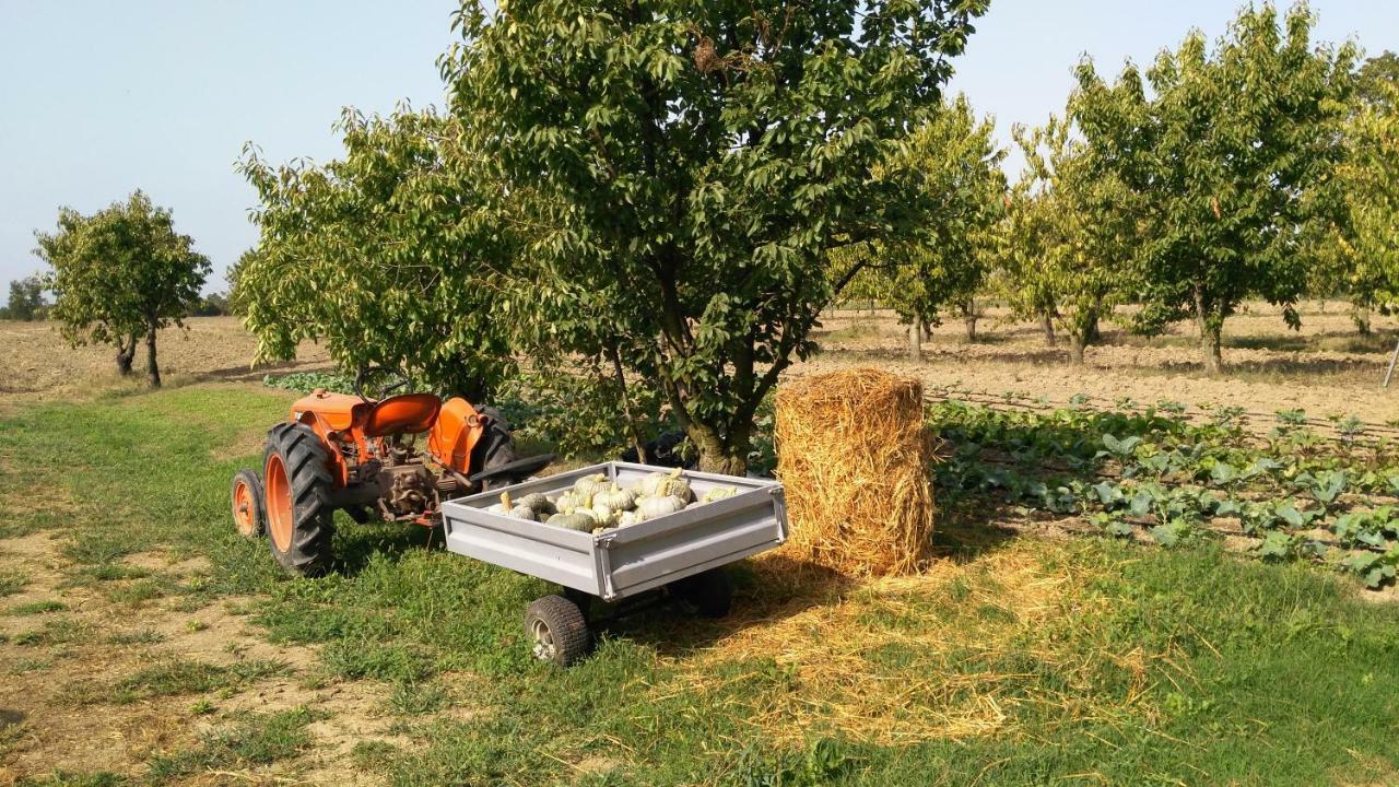 مبيت وإفطار Villanova sull'Arda L'Albero Della Gioia المظهر الخارجي الصورة